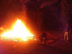 Terkesan Mempermainkan Aparat Kepolisian, Judi Sabung Ayam di Batu Nanta Kembali Beroperasi