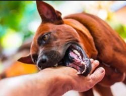 Viral Warga Sayan Digigit Anjing hingga Wajah Terluka