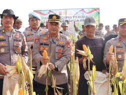 Polres Melawi Gelar Panen Jagung Program Ketahanan Pangan Nasional