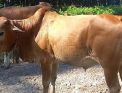Dinilai Bermanfaat, Warga Berharap Bantuan Ternak Sapi