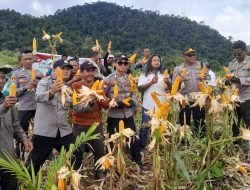 Desa Nanga Kompi Gelar Panen Raya Jagung, Petani Menjerit Keluhkan Distribusi Pupuk