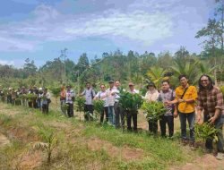Komoditi Kopi Liberika Desa Nanga Kebebu Jadi Ikon Ekonomi Baru, Siap Menantang Pasar Nasional