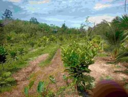 KTH Desa Nanga Kebebu Kembangkan Tanaman Kopi Liberika, Saparuddin: Butuh Dukungan Pemerintah