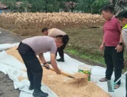 Polres Melawi Perkuat Ketahanan Pangan Lewat Pengeringan Jagung Hasil Panen Warga