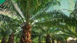 Sawit Untung, Warga Buntung: PT RKA 19 Tahun Operasional Tanpa Plasma