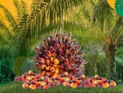 19 Tahun Beroperasi Tanpa HGU Penuh, Wabup Malin Rekomendasikan Aktivitas PT Rafi Kamajaya Abadi Dihentikan