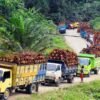 Jalan Rusak Menahun, Truk Sawit Over Load Merajalela Tak Tersentuh Penegak Hukum