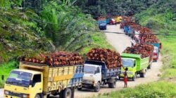 Jalan Rusak Menahun, Truk Sawit Over Load Merajalela Tak Tersentuh Penegak Hukum