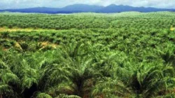 PT RKA 19 Tahun Operasi Tanpa Realisasi Plasma, Wabup Malin:  Penuhi Plasma atau Cabut Izin