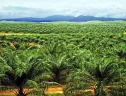 PT RKA 19 Tahun Operasi Tanpa Realisasi Plasma, Wabup Malin:  Penuhi Plasma atau Cabut Izin