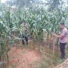 Polres Melawi Optimalkan Lahan Jagung untuk Sukseskan Asta Cita