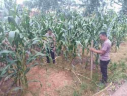 Polres Melawi Optimalkan Lahan Jagung untuk Sukseskan Asta Cita