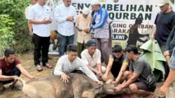 Polres Melawi Salurkan Hewan Kurban kepada 450 Penerima pada Idul Adha 1447 H