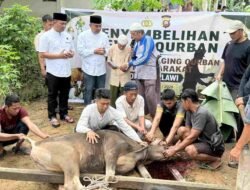 Polres Melawi Salurkan Hewan Kurban kepada 450 Penerima pada Idul Adha 1447 H