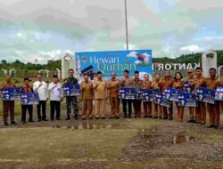 Pemkab Melawi Tebar Kepedulian, 20 Sapi Kurban Dibagikan ke Kecamatan dan Masjid