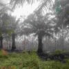 Kebun Sawit Terlantar Belasan Tahun, Wabup Melawi Soroti Dugaan Kelalaian Perusahaan Picu Kerentanan Karhutla