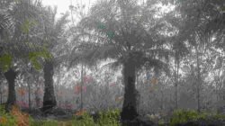 Kebun Sawit Terlantar Belasan Tahun, Wabup Melawi Soroti Dugaan Kelalaian Perusahaan Picu Kerentanan Karhutla
