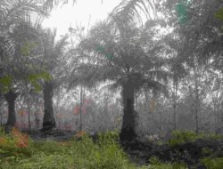 Kebun Sawit Terlantar Belasan Tahun, Wabup Melawi Soroti Dugaan Kelalaian Perusahaan Picu Kerentanan Karhutla