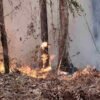 Hutan Pinus 3 Hektare Terbakar di Semadin Lengkong, Api Mengancam Permukiman Warga