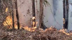 Hutan Pinus 3 Hektare Terbakar di Semadin Lengkong, Api Mengancam Permukiman Warga