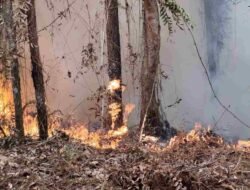 Hutan Pinus 3 Hektare Terbakar di Semadin Lengkong, Api Mengancam Permukiman Warga