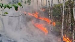 6 Desa Terdampak Karhutla di Ella Hilir, Luas Lahan Terbakar Capai 2.165 Hektare